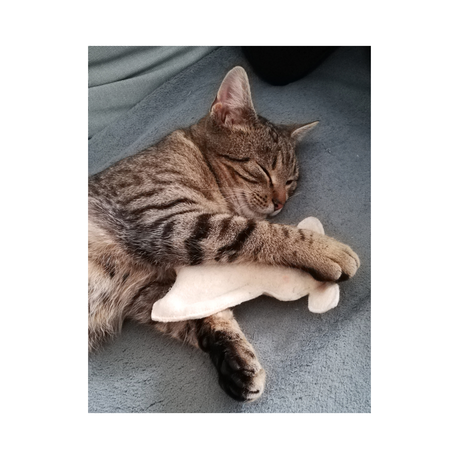 My Clever Cat - Macskamentás bárány tönkölypelyvával