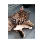 My Clever Cat - Macskamentás bárány tönkölypelyvával